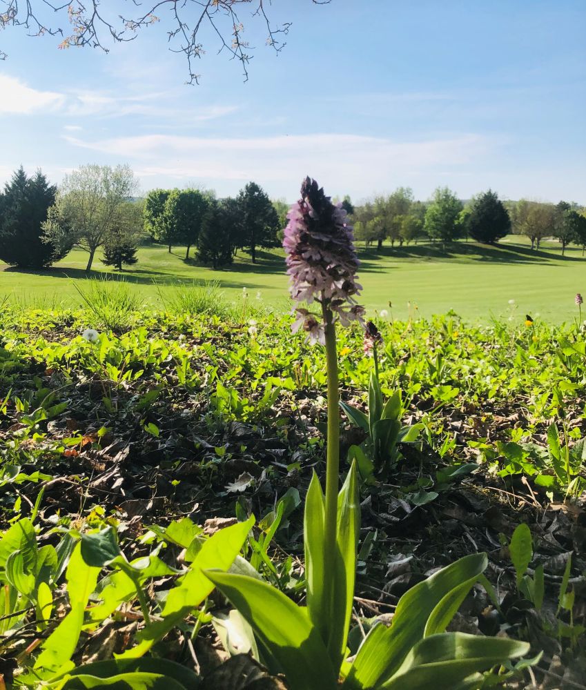 Orchidée Purpurea Golf du Haut-Poitou KOLF